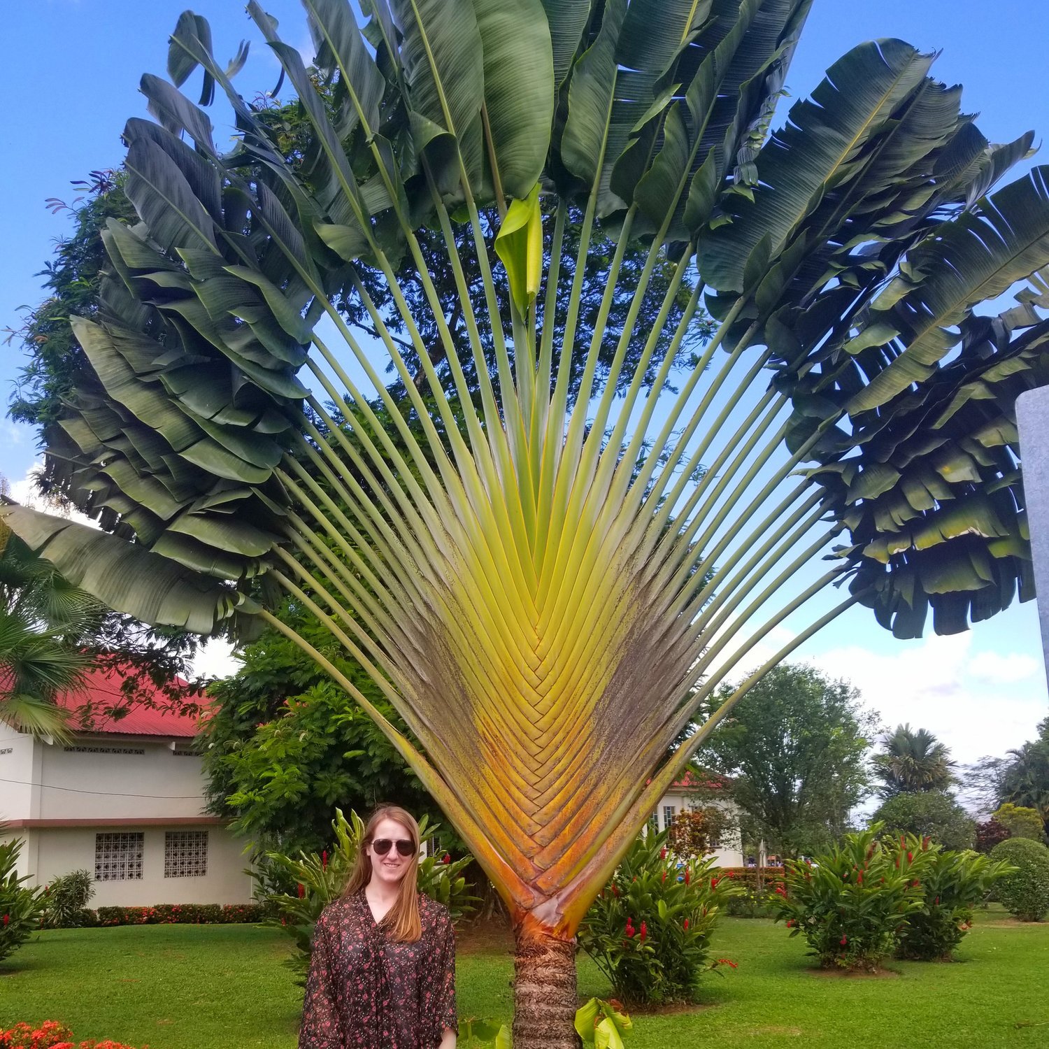 Traveler's Palm