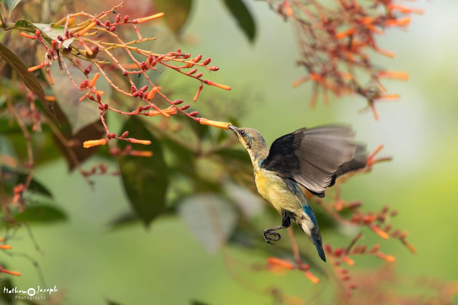 Okhla Bird Sanctuary
