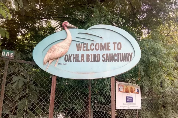 Okhla Bird Sanctuary – A Place Full of Birds and Nature Okhla Bird Sanctuary