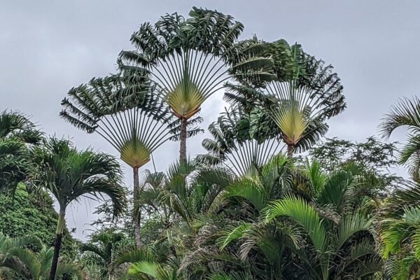 Traveler's Palm