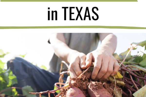How Far Did Sweet Potatoes Travel to Texas?