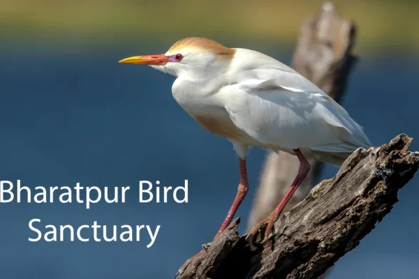 Bharatpur Bird Sanctuary