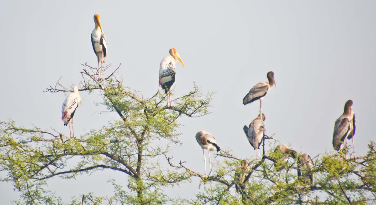 Bharatpur Bird Sanctuary