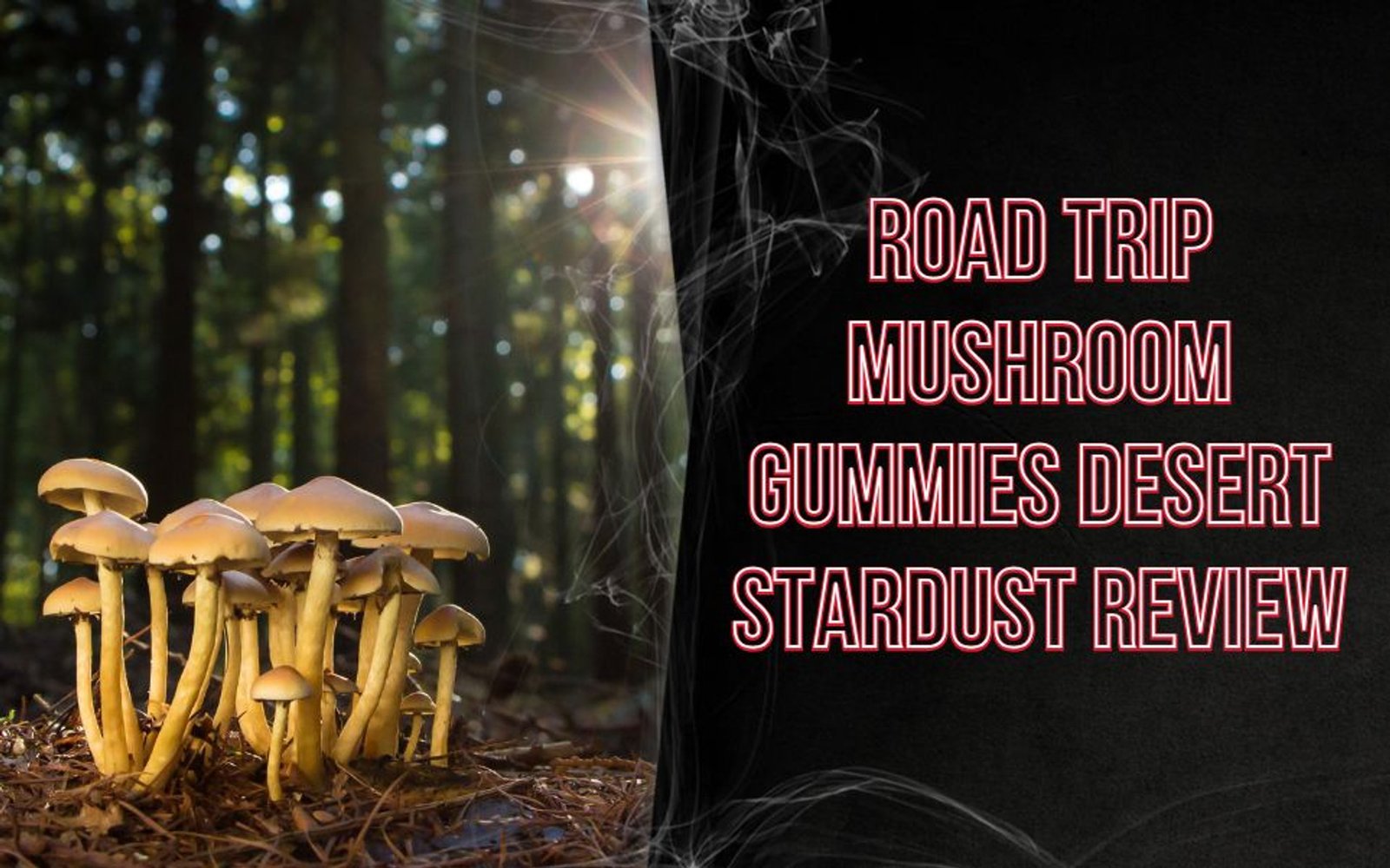 Road Trip Mushroom Gummies – Your Tasty Travel Companion