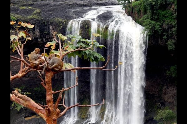 Tincha Waterfall: A Spellbinding Retreat Cloaked in Nature’s Grandeur Tincha Waterfall