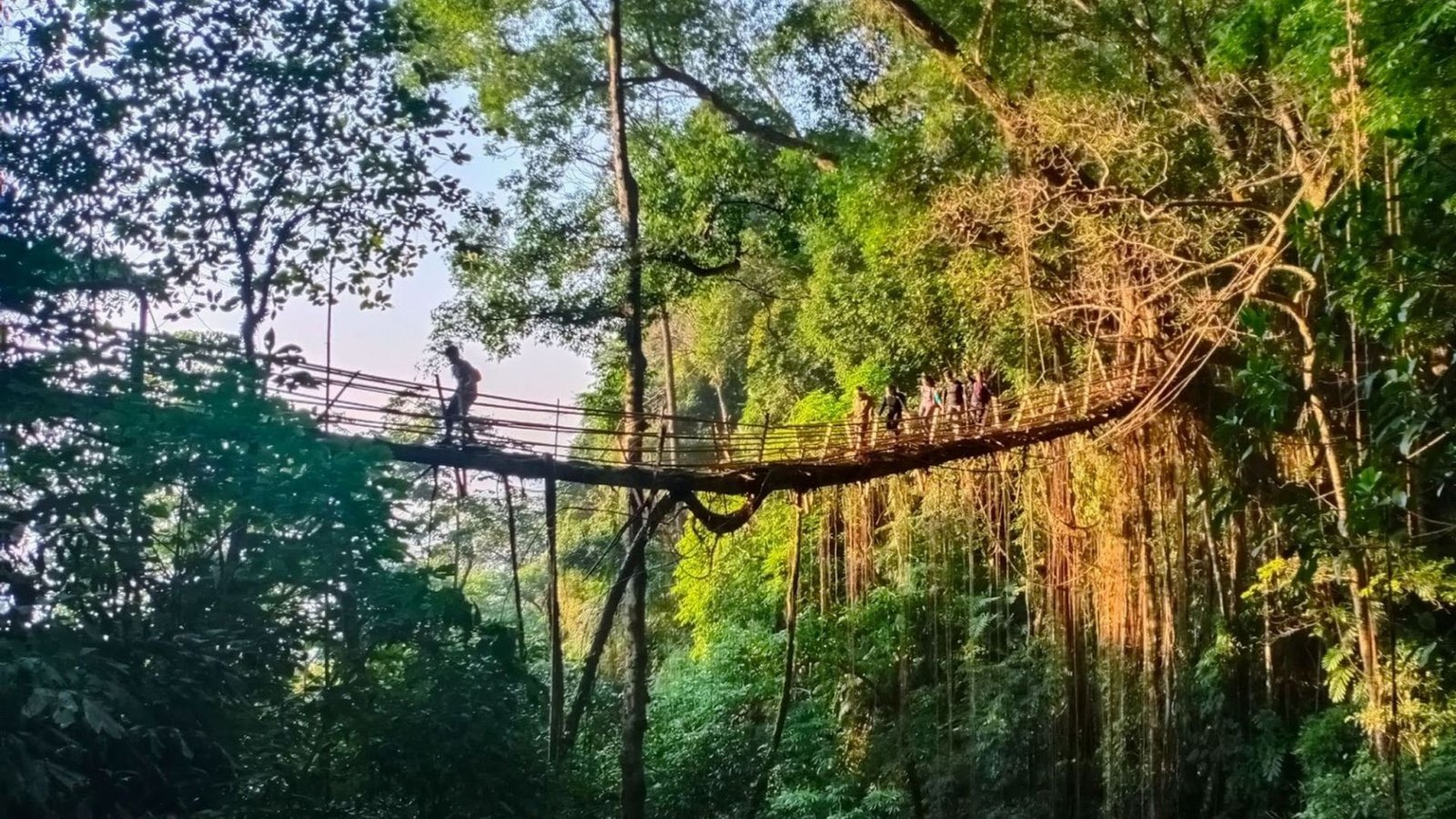 Living Root Bridge Meghalaya 