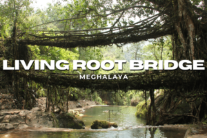 Living Root Bridge Meghalaya