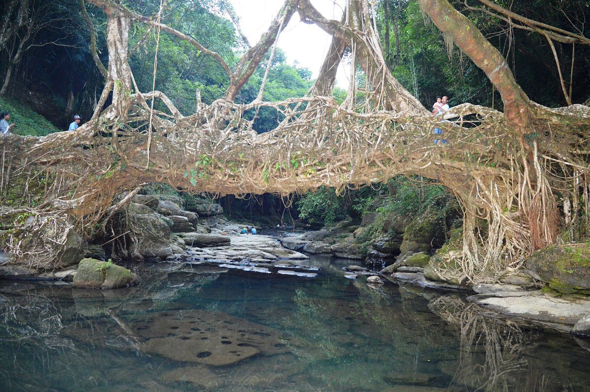 Living Root Bridge Meghalaya 