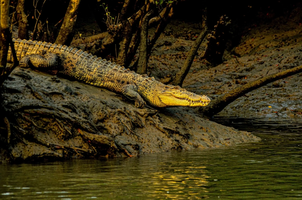 PLACES TO VISIT IN SUNDARBAN