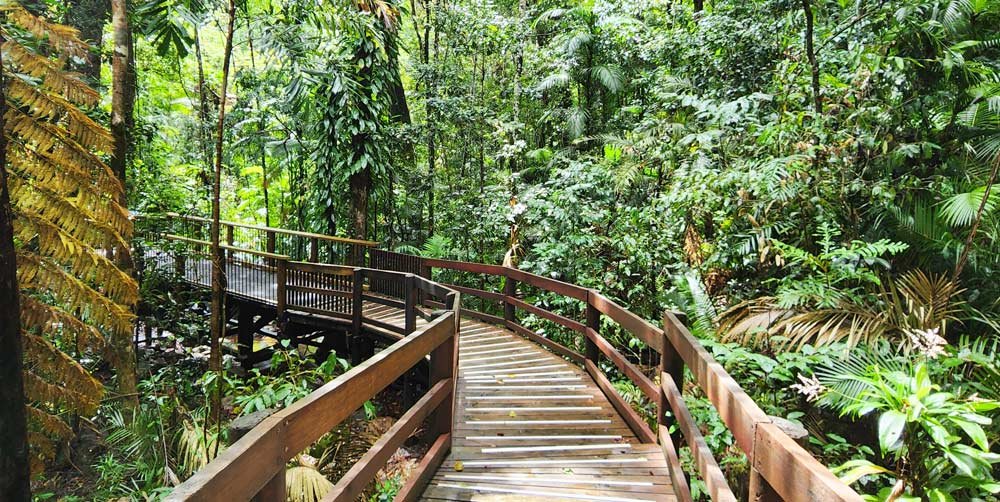 Daintree Rainforest