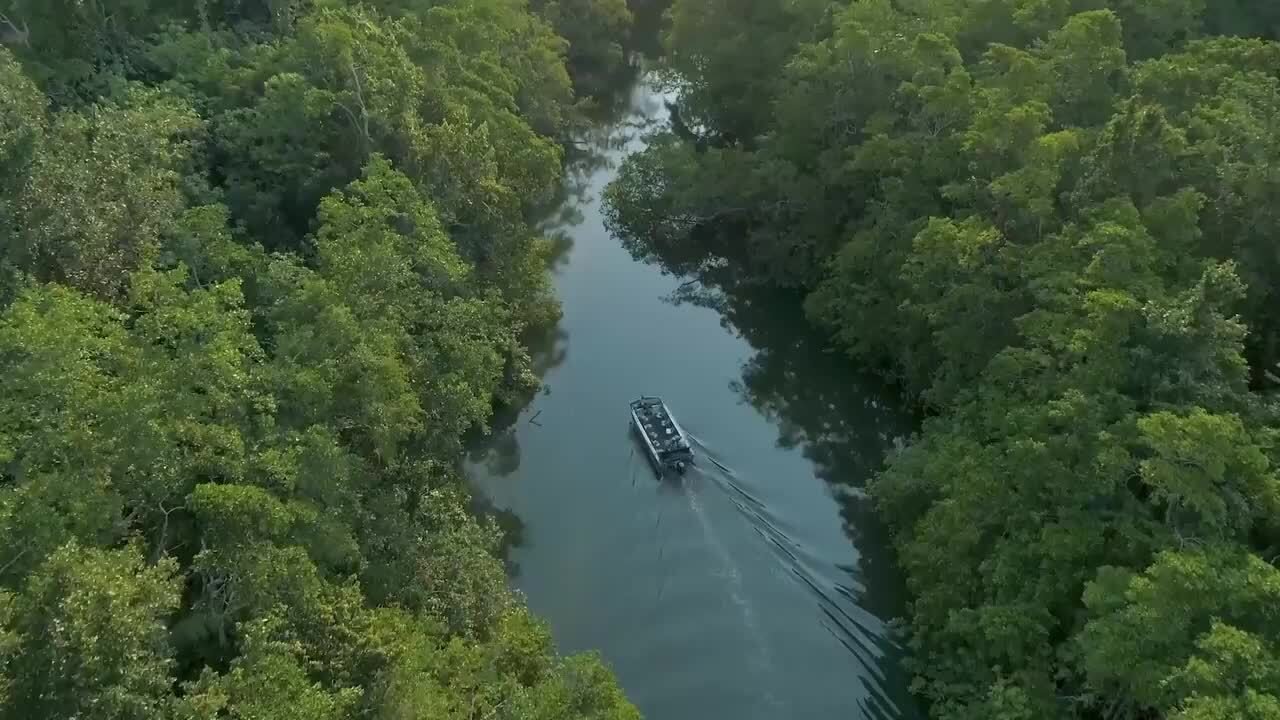 Daintree Rainforest