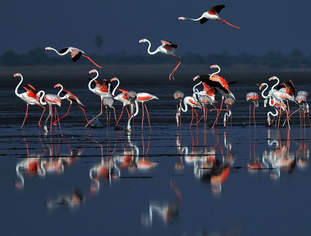Pulicat Lake