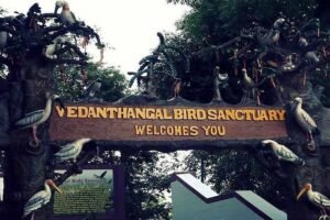 Vedanthangal Bird Sanctuary
