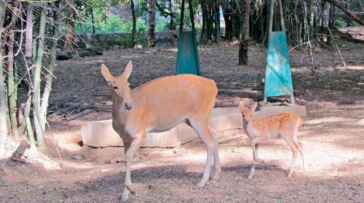 Arignar Anna Zoological Park