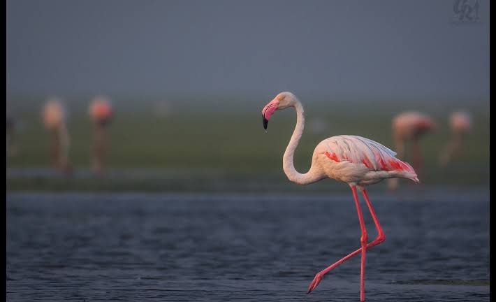 Pulicat Lake