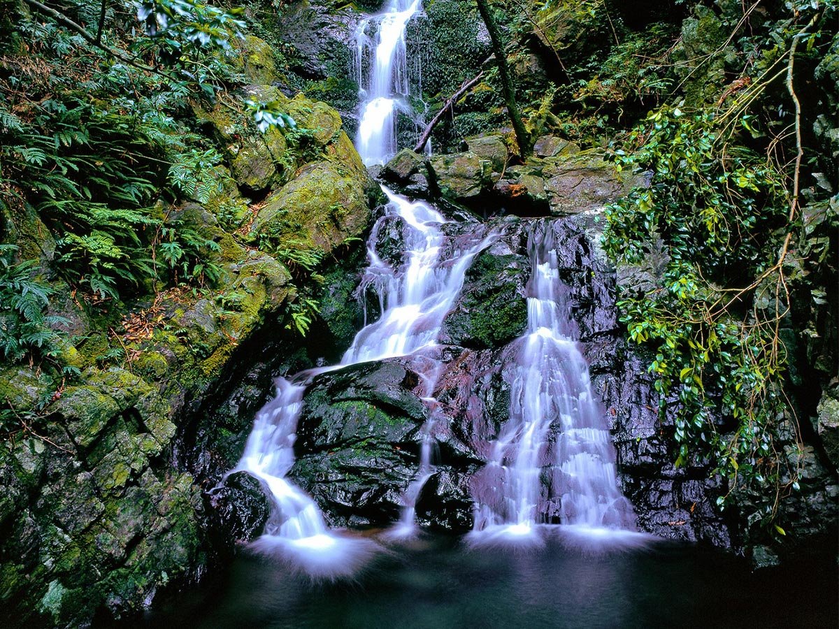 Yakushima Island