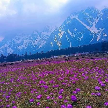 Purple Mountain India