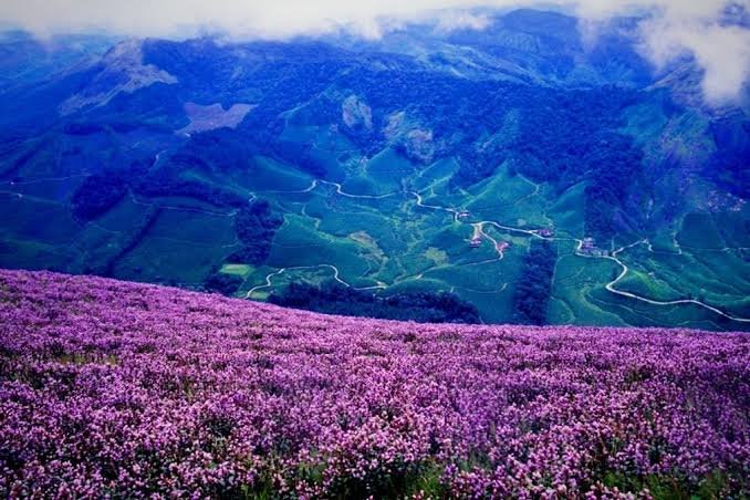 Purple Mountain India